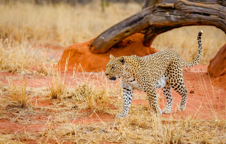 Namibia Classic  ©Ruzdi Ekenheim/istock